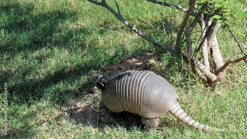 Armadillo finding food in shade photo