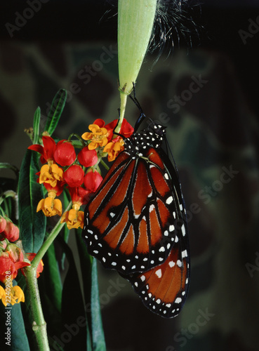 Queen Butterfly (Danaus Gilippus)