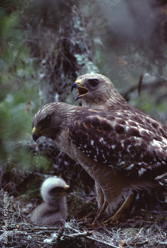 Red-Shouldered Hawk bird nest  (Buteo Lineatus)