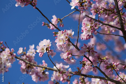 Low Angle View Of Pink Flowers Blooming On Tree