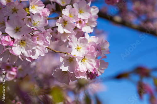 Cherry blossom. Flowering cherry tree. Clear blue sky