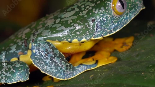 Amazon Leaf Frog (Cruziohyla craspedopus), a rare tree frog from the Ecuadorian Amazon  jumping off a leaf in slow motion photo