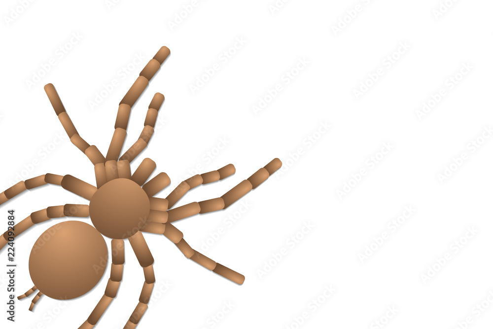 spider tarantula on white background, top view spider tarantula on white background, top view