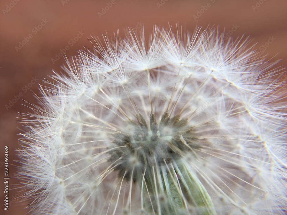 Obraz premium Dandelion Macro- plant seeds
