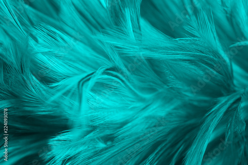 Beautiful dark green turquoise vintage color trends feather texture background photo