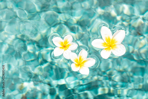 Flowers of plumeria in the turquoise water surface. Water fluctuations copy-space. Spa concept background © everigenia