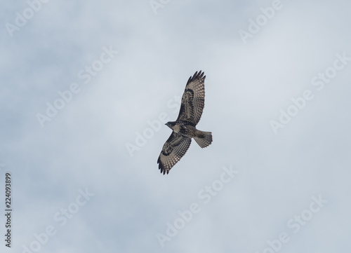 Soaring Ferruginous hawk, Santa Barbara, Southern California