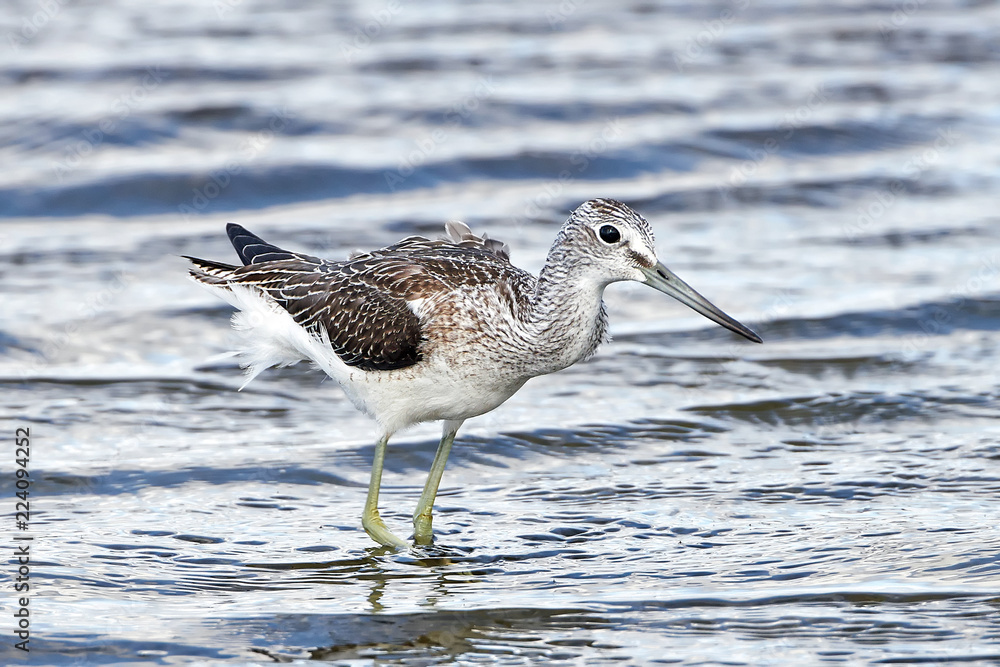 Common greenshank (Tringa nebularia) Common greenshank (Tringa nebularia)