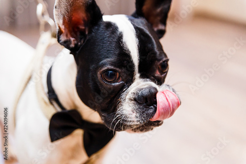 Fototapeta Naklejka Na Ścianę i Meble -  French Bulldog needle is licked
