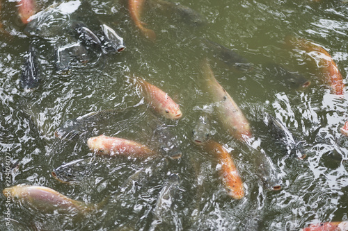 Ruby and Tilapia fishes in the water.