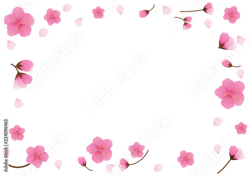 Cherry blossom,Sakura pink flowers  background.