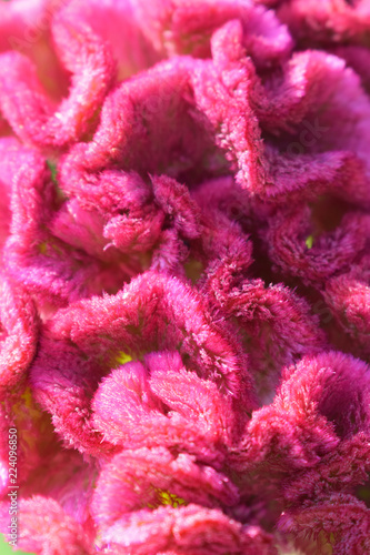 Bright flowers Celosia cristata or cockscomb. Pink or red surface. Fluffy meandering texture. Natural pattern. Floral background.