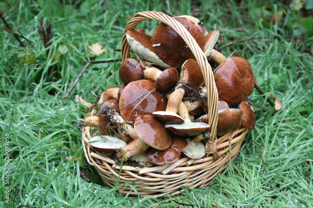 Korb voller Pilze 1 Korb voller Pilze 1