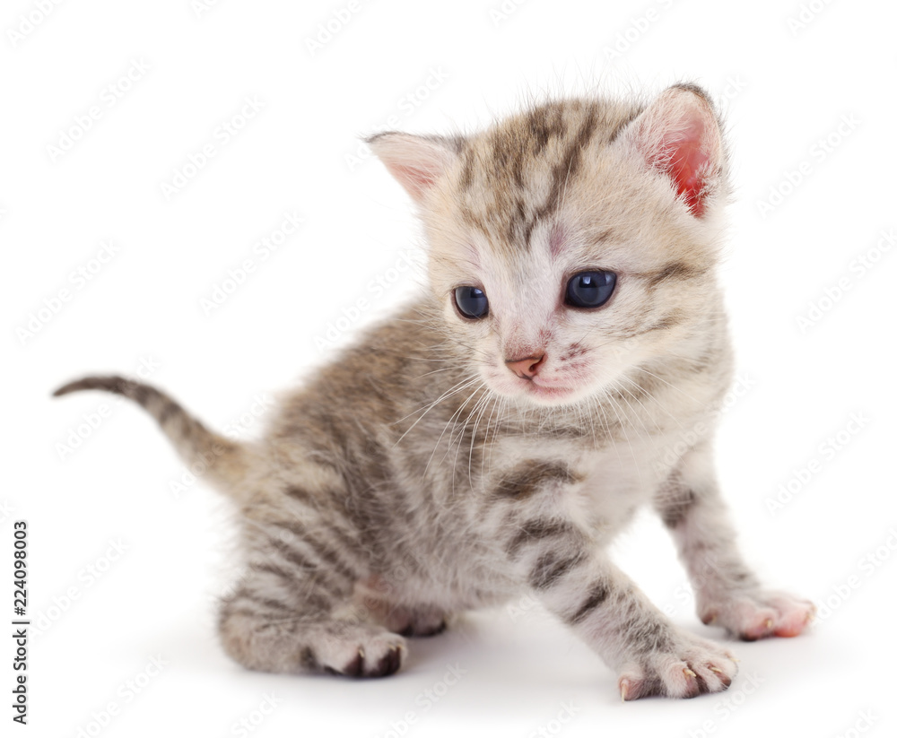 Obraz premium Small gray kitten .