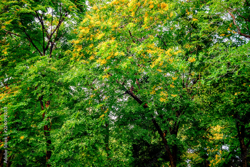 Fototapeta premium green leaves of tree in spring