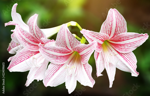 Israeli Amaryllis Glee - White Blooms with Scarlet Tracings.