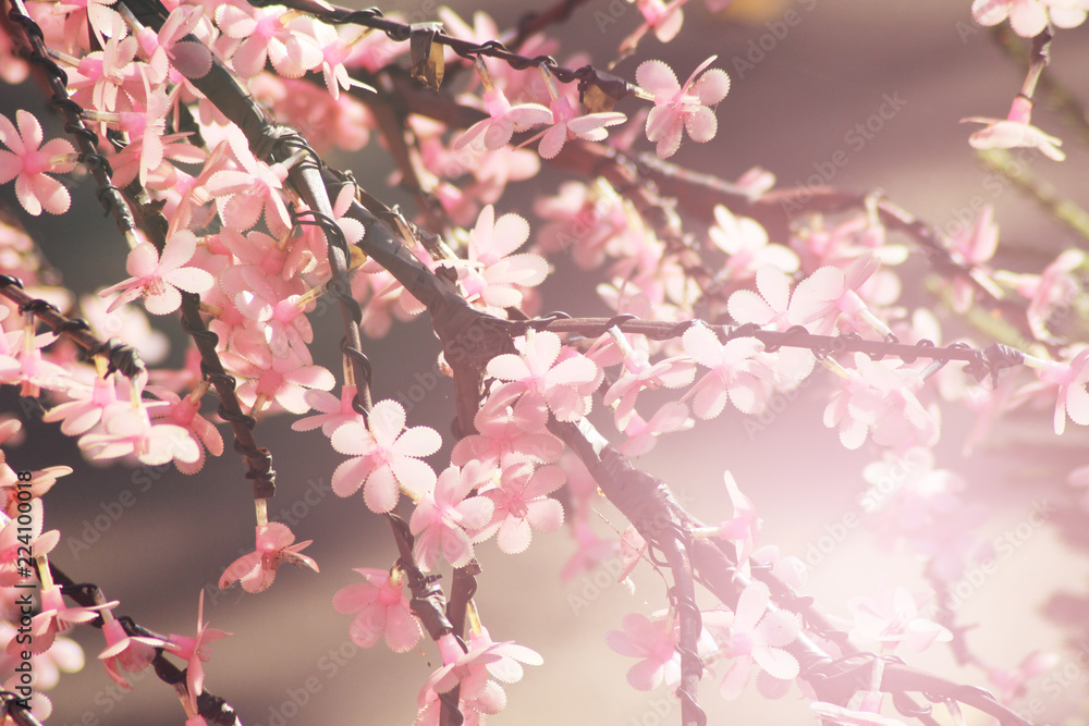 Beautiful cherry blossom trees or sakura blooming