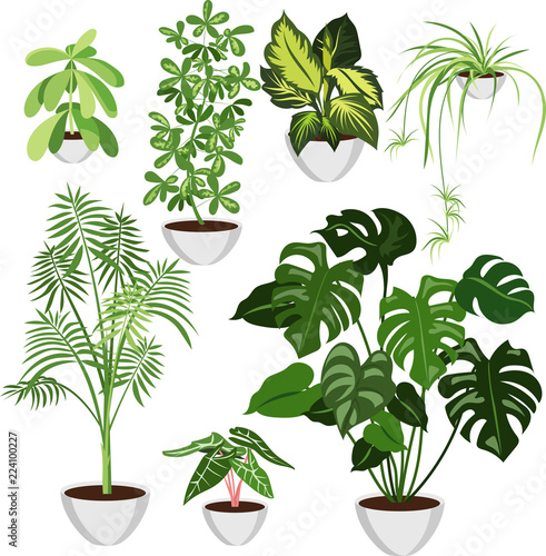 set of home plants in pots