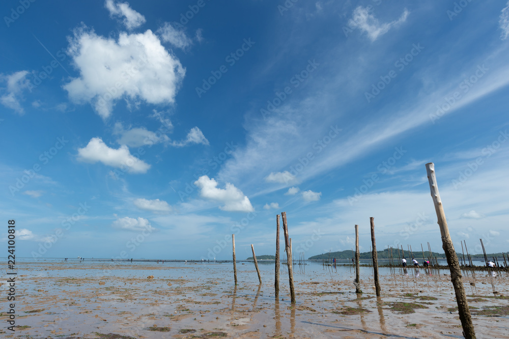 Mud beach seascape..Fishermen wood  with barnacles sticking in mud when fall sea level with fluffy clouds in clear blue sky sunny day ,low angle view.