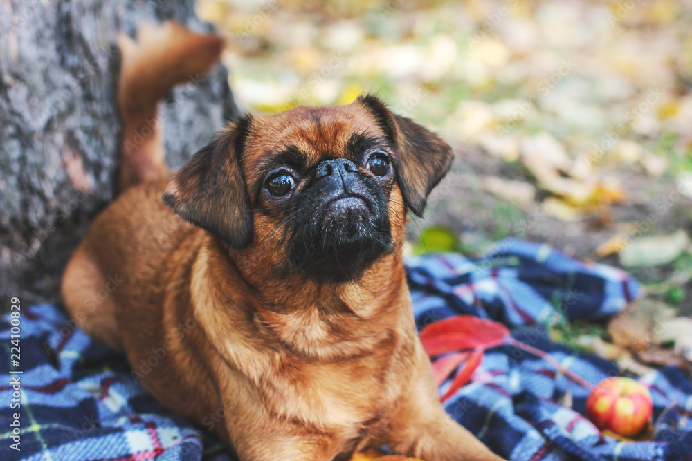 The small Brabancon dog with chestnut color lying under tree on blanket in the autumn Park The small Brabancon dog with chestnut color lying under tree on blanket in the autumn Park