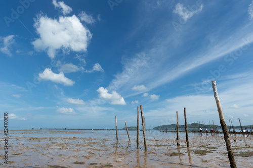Mud beach seascape..Fishermen wood  with barnacles sticking in mud when fall sea level with fluffy clouds in clear blue sky sunny day ,low angle view. © sbw19