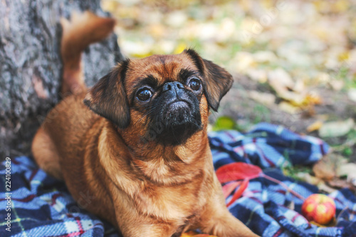 The small Brabancon dog with chestnut color lying under tree on blanket in the autumn Park