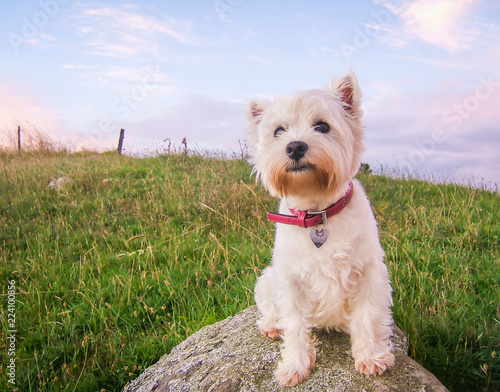Cute high key portrait of a west highland white terrier dog at dusk sitting on a rock in a field