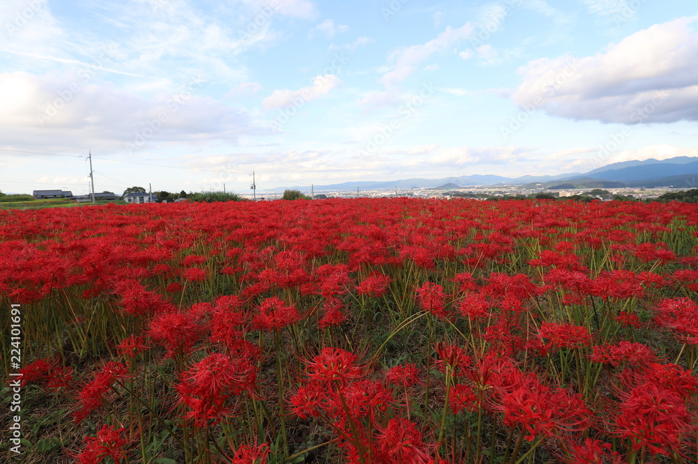 奈良の彼岸花