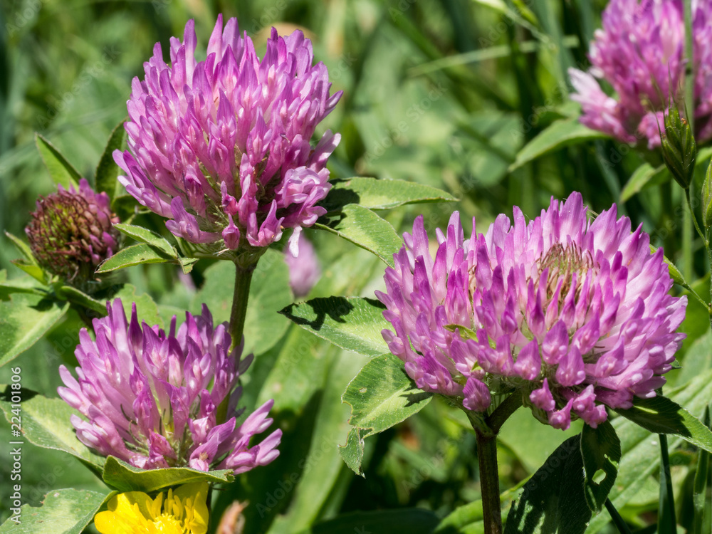 Clover flower pink
