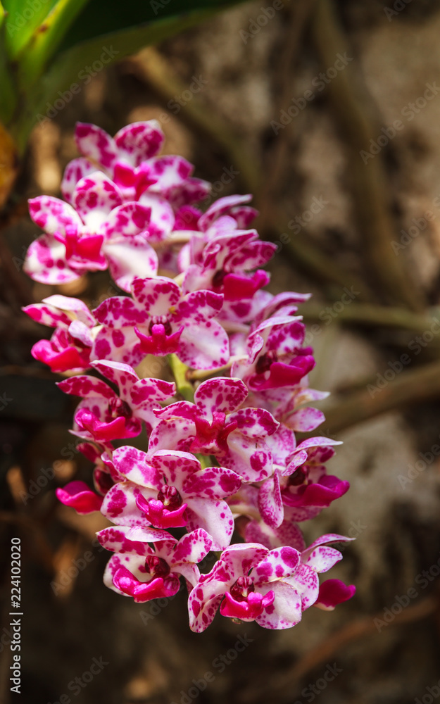 Rhynchostylis gigantea (Lindl.) Ridl Orchid Flower Rhynchostylis gigantea (Lindl.) Ridl Orchid Flower