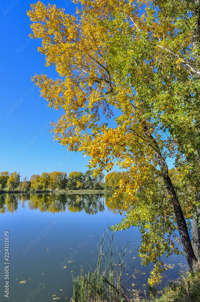 Idyllic autumn landscape with golden leaves of tree near lake Idyllic autumn landscape with golden leaves of tree near lake