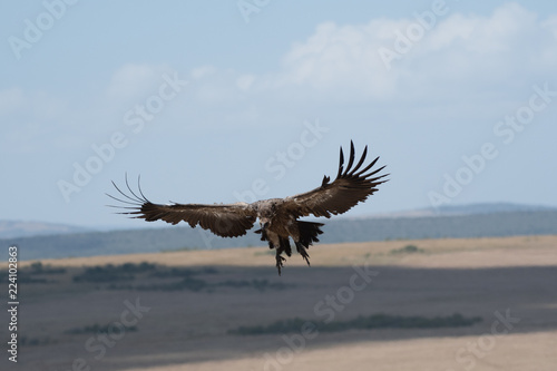 African white-backed vulture landing in Masai Mara, Kenya.