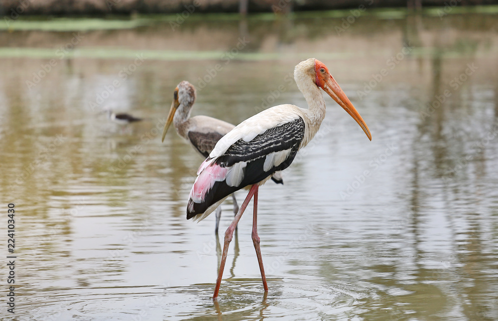 Painted stork birds feeding standing in pond.