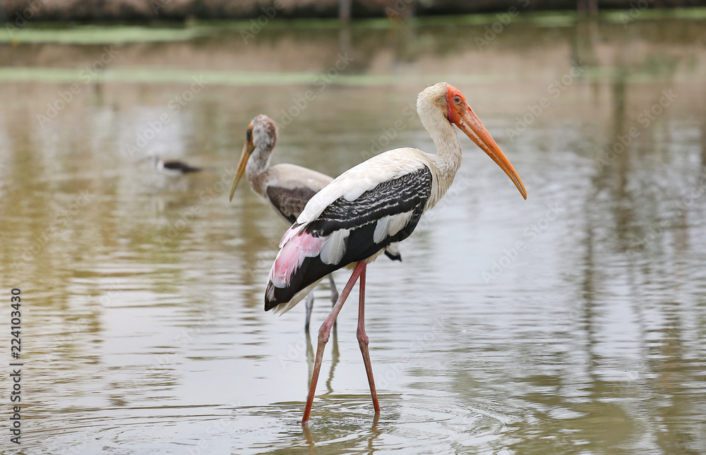 Fototapeta premium Painted stork birds feeding standing in pond.