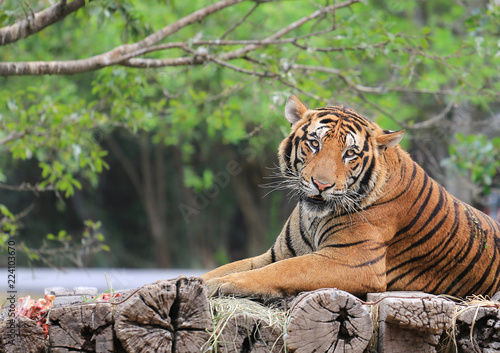 Portrait of bengal tiger on a wooden log in zoo.