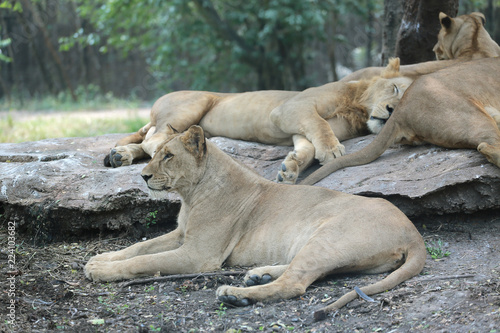 Fototapeta Naklejka Na Ścianę i Meble -  Female Lion on the lookout in the zoo.