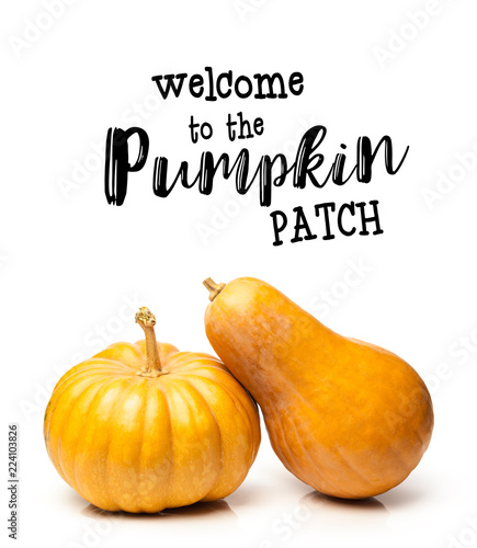 Miniature pumpkins on white background with copy space.