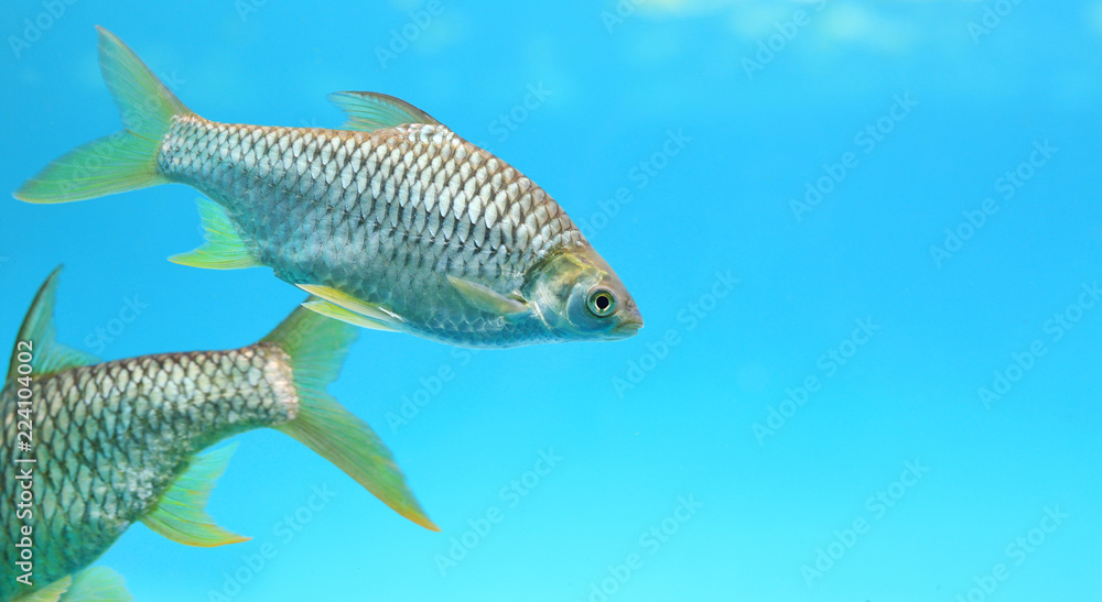 Silver barb swimming in water - fish in aquarium with copy space.
Silver barb swimming in water - fish in aquarium with copy space.