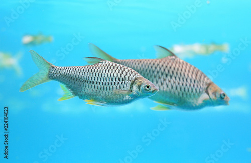 Group of Java barb fish (Barbonymus gonionotus) swimming in aquarium. © zilvergolf
