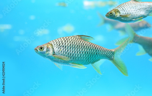 Group of Java barb fish (Barbonymus gonionotus) swimming in aquarium.