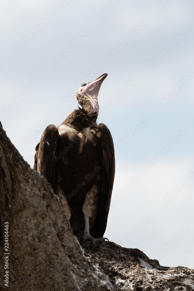 Hooded vulture in Masai Mara, Kenya.