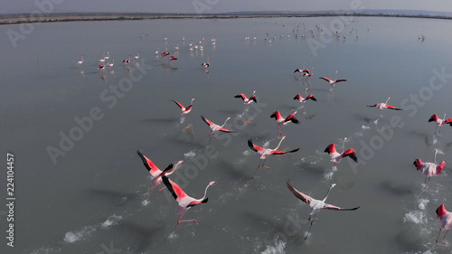 Beautiful flamingos birds in lake water. Spain