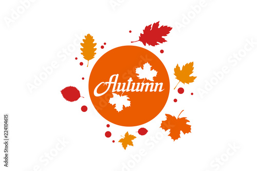 hand drawn autumn lettering, colored autumn concept isolated on white background, colour illustration of autumn leaves, templates for logotype, flyer, poster, card, label, badge, banner, oktoberfest