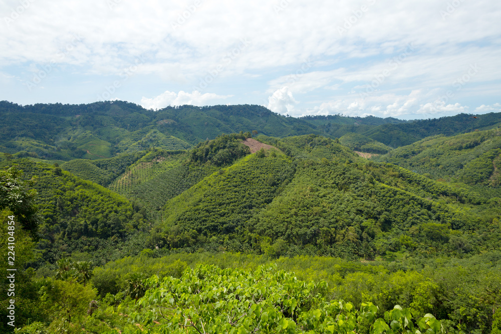 Tropical rain forest hill landscape