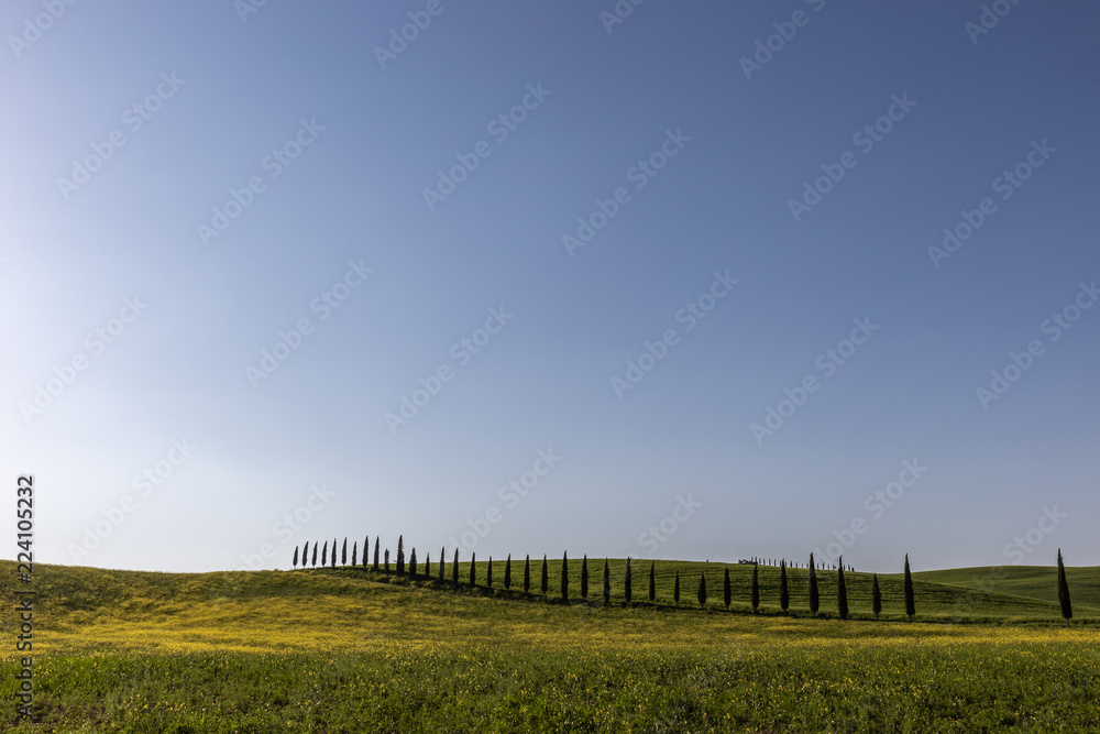 Typical Tuscany (Val d'Orcia) landscape, with long lines of cypresses trees over a curvy hill