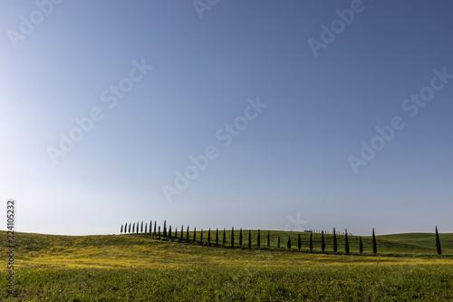 Typical Tuscany  Val d Orcia  landscape  with long lines of cypresses trees over a curvy hill