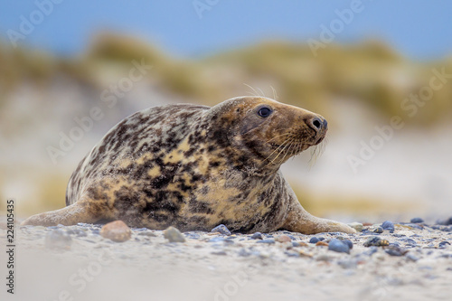 Female Grey seal on Helgoland