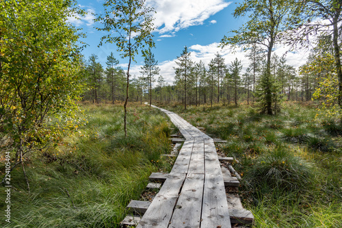 a beautiful path through a great bog in Storfors sweden photo