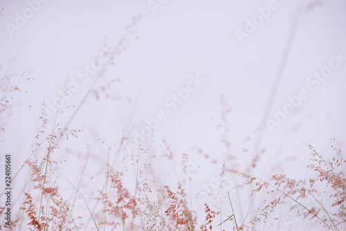 Pink grass flower against the background with empty space.