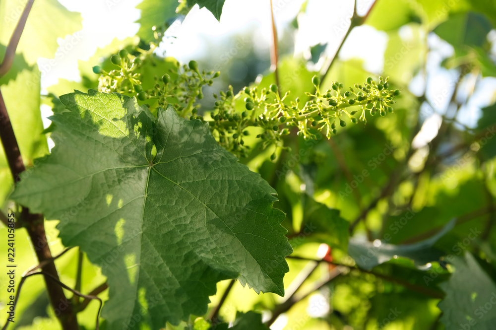 spring grape vine budding. Green background sunny day. Agriculture season beginning..Grapevine plant shoot spring grape vine budding. Green background sunny day. Agriculture season beginning..Grapevine plant shoot